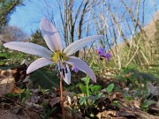 Festa di fiori sui sentieri per il Monte Ubione-19mar24